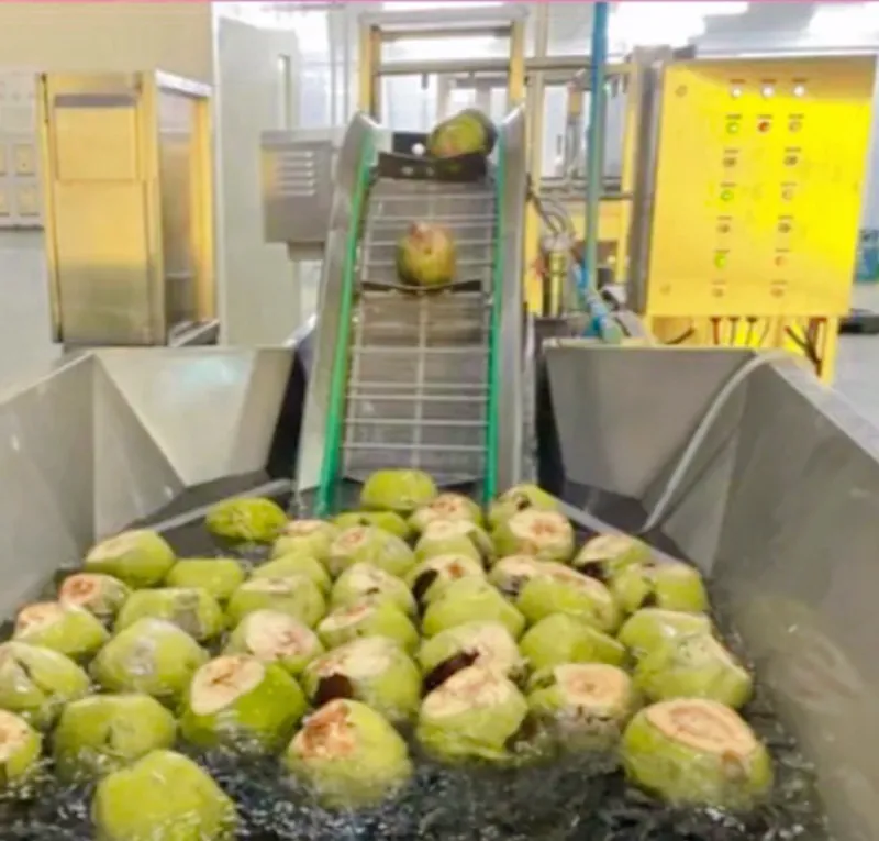 Coconuts in a washing tank before the conveyor