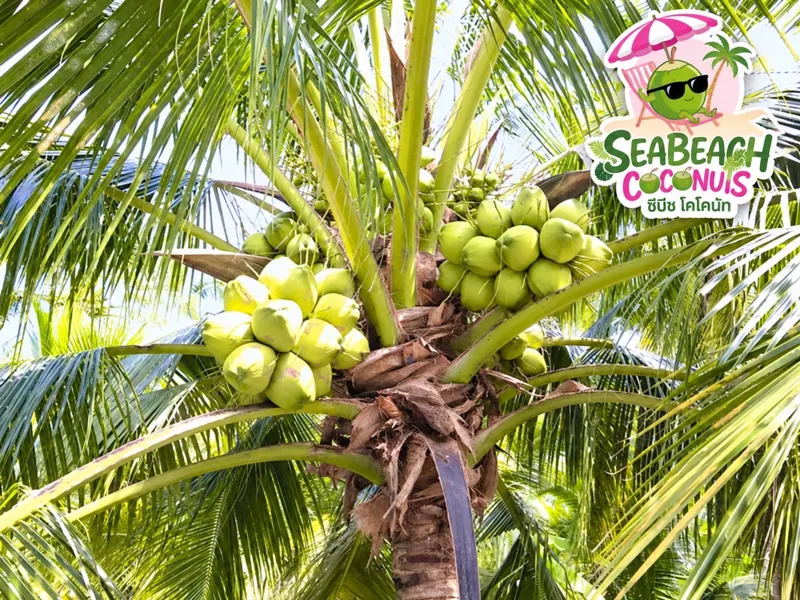 A bunch of green Nam Hom coconuts on the palm